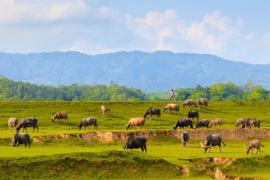 Xao xuyến bức tranh ruộng đồng trên đất Nghệ An