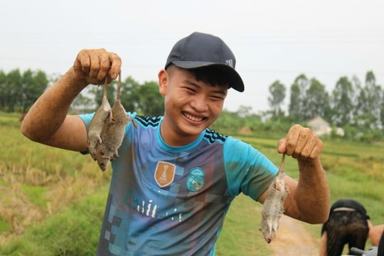 Săn chuột đồng làm 'đặc sản' ở Nghệ An