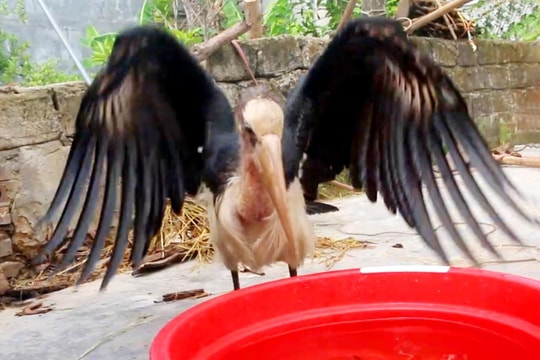 Con chim lạ có sải cánh rộng 2 mét được nông dân Hà Tĩnh bắt trên đồng ruộng