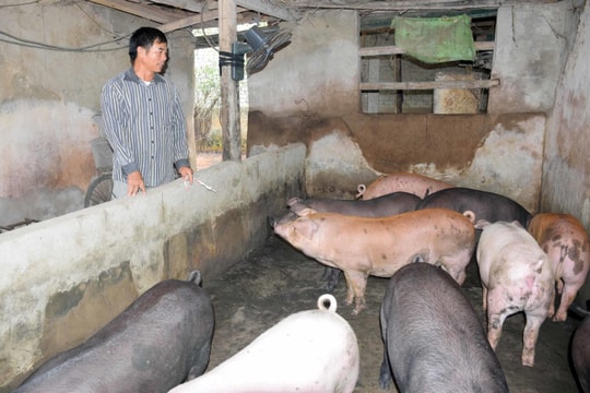 Nghệ An: Giá lợn hơi tăng mạnh, nhiều trang trại chăn nuôi găm hàng