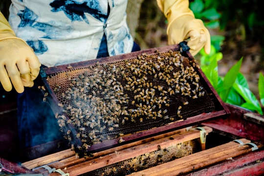 'Mục sở thị' cách nông dân Nghệ An nuôi cấy ong, thu hoạch mật 