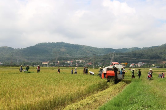 Nông dân Nghệ An khẩn trương thu hoạch lúa hè thu chạy bão số 4 