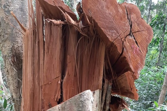 Khởi tố vụ án, tạm giam 3 đối tượng phá rừng Vườn Quốc gia Pù Mát