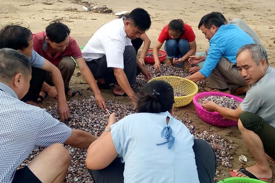 Sau bão số 4 cuốn nhiều ngao, sò dạt vào bờ, người dân Cửa Lò đổ xô vớt ‘lộc biển’