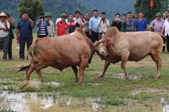 Về cực tây Nghệ An xem chọi bò vui Tết Độc lập