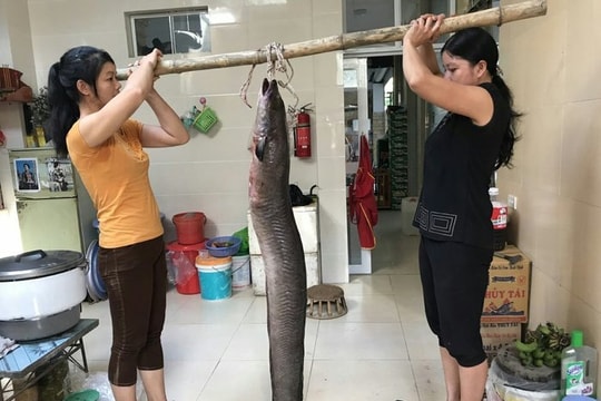 Những con cá lệch 'khủng' bắt được trên sông ở Nghệ An mùa mưa lũ 