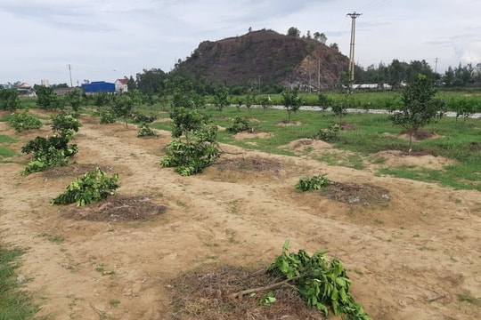 Mâu thuẫn với Chủ tịch xã, nữ đội trưởng bóng chuyền xui người chặt phá 28 cây bưởi Diễn