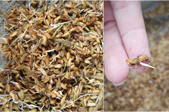 Nông dân xót xa nhìn lúa mọc mầm vì mưa lớn