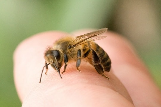 Nghệ An: 4 người vào rừng lấy củi, 1 người bị ong đốt tử vong