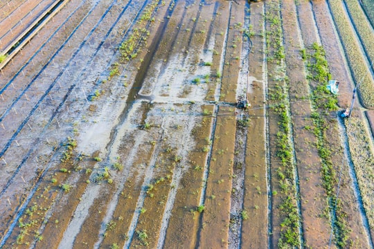 Nỗ lực hồi sinh vựa rau lớn nhất tỉnh Nghệ An sau bão số 4