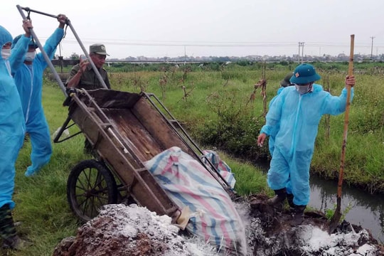 Cảnh báo nguy cơ bùng phát dịch tả lợn châu Phi tại các cụm bản biên giới