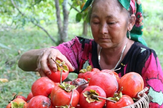 Mùa hồng chín mọng nơi 'cổng trời' Nghệ An  