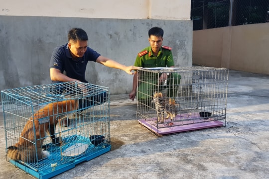 Bàn giao mèo rừng và cáo cho vườn Quốc gia Pù Mát