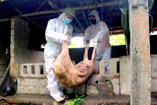 Dịch tả lợn châu Phi lây lan mạnh tại Hưng Nguyên, Tân Kỳ