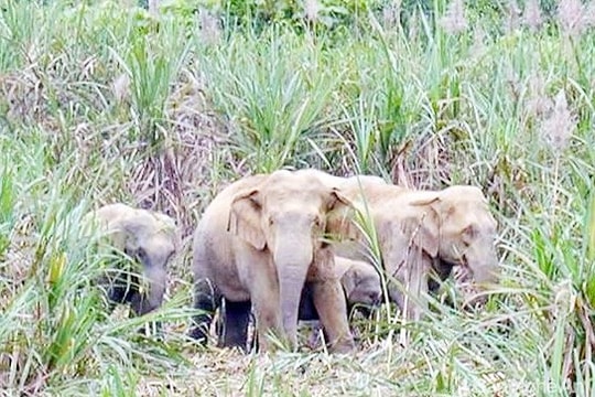 Xuất hiện cặp voi rừng phá hoa màu của người dân ở Nghệ An