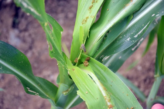 Huyện miền núi Nghệ An có trên 200 ha ngô bị sâu keo mùa thu tàn phá xác xơ