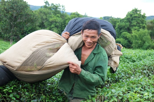 Nông dân Nghệ An hái lứa chè đầu tiên sau đại hạn, thương lái đến tận vườn thu mua