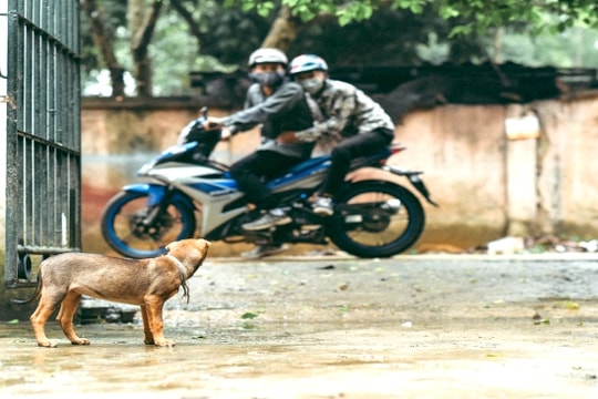 Bắt giữ hơn 10 đối tượng bắt trộm hơn 40 con chó trong đêm