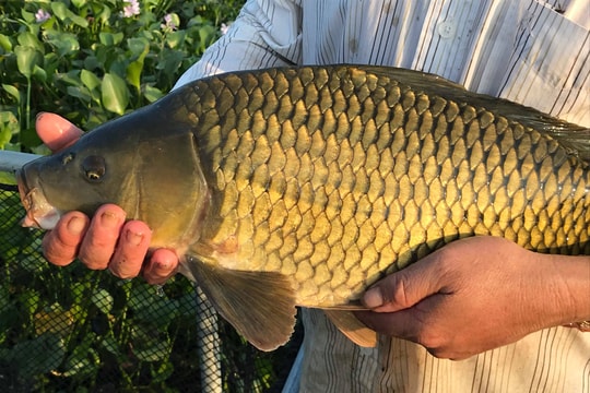 Nghệ An: Nuôi cá trắm, chép giòn chỉ cho ăn đậu tằm thu cả trăm triệu