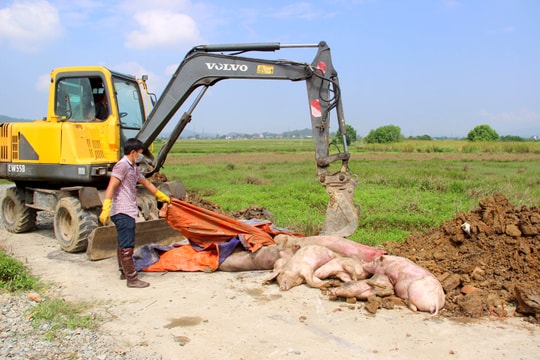 TP. Vinh tái phát dịch tả lợn châu Phi, tiêu hủy số lượng lợn kỷ lục