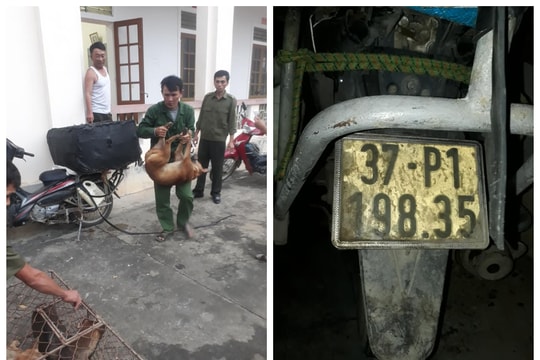 Bắt nghi phạm trong đường dây trộm chó liên huyện ở Nghệ An
