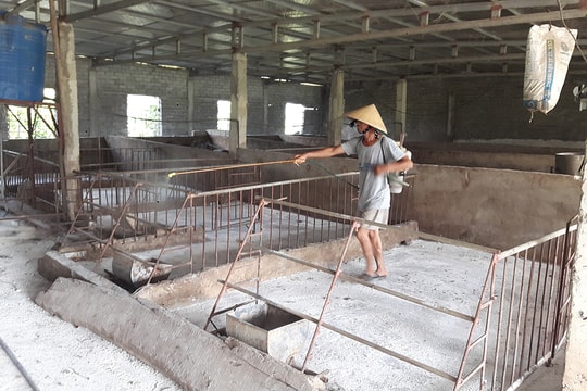Quỳnh Lưu: Dịch tả lợn châu Phi tái phát nhanh, có nhà xóa sổ cả trang trại