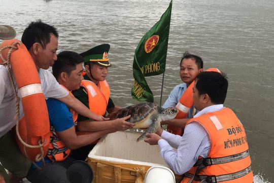Nghệ An thả rùa quý hiếm 11 kg về biển 