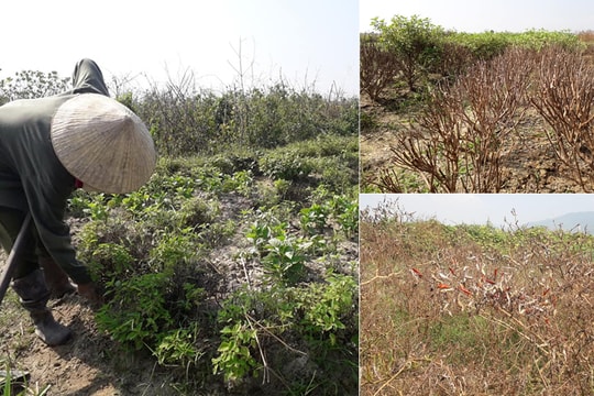 Vựa rau gia vị ở Nghệ An thất thu do mưa nắng thất thường