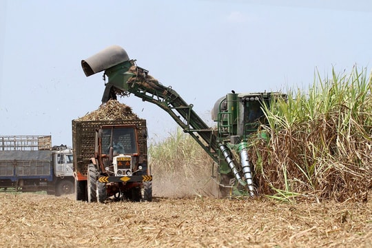Công ty CP Mía đường Sông Con sẽ thu hoạch mía bằng cơ giới