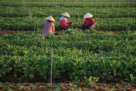 Bức tranh lao động bình dị trên cánh đồng cải củ mướt xanh 