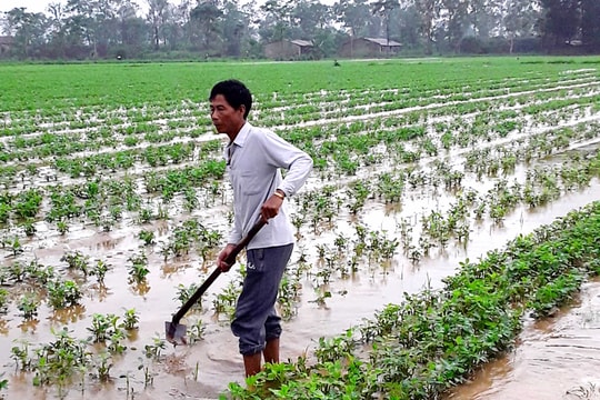 Mưa lụt gây khó cho vùng màu ở Nghệ An 