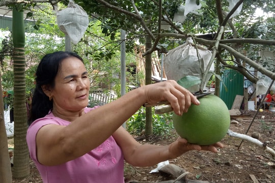 Thời tiết bất lợi, bưởi hồng Quang Tiến (Nghệ An) giảm khoảng 50% sản lượng