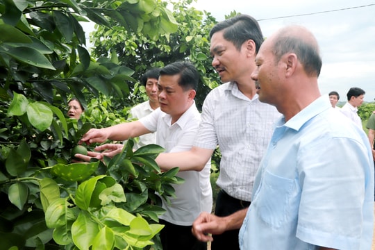 Tập trung giải pháp xây dựng nông nghiệp hàng hóa