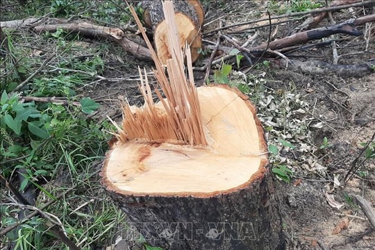 Khởi tố vụ phá hơn 2 ha rừng lấy đất sản xuất