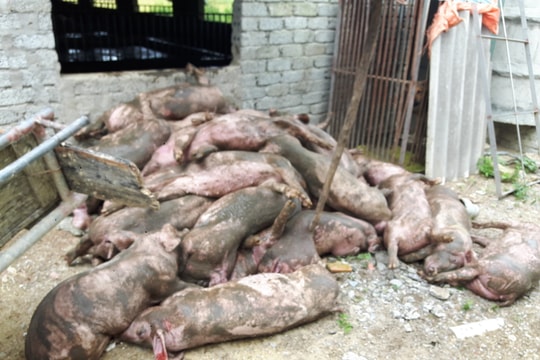 2 tháng, dịch tả lợn châu Phi 'xóa sổ' thêm 6 trang trại lợn quy mô lớn ở Quỳnh Lưu