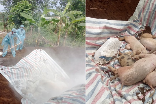 TX Thái Hòa lần đầu tiên xuất hiện ổ dịch tả lợn châu Phi
