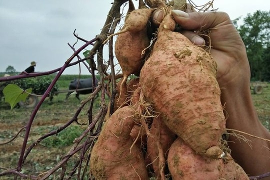 Nhiều doanh nghiệp đặt hàng nông dân Nghệ An trồng khoai lang