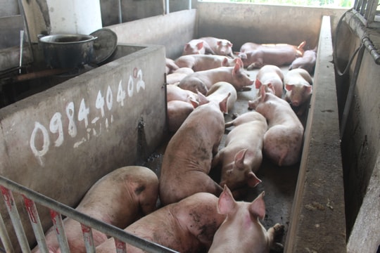 Bị phạt 5 triệu đồng vì vận chuyển 31 con lợn không rõ nguồn gốc