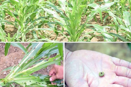 Nghệ An: 1.400 ha ngô vụ đông xơ xác lá do sâu keo mùa thu