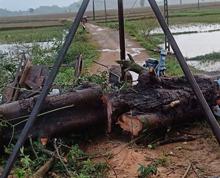Nghệ An: Cây cổ thụ gãy đổ khiến một phụ nữ tử vong thương tâm khi đi làm về 