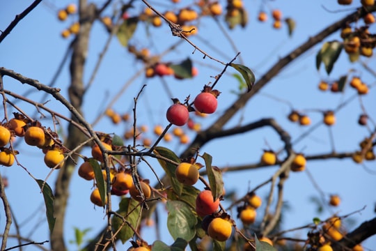 Không có thời gian 'ngủ đông', vựa hồng lớn nhất Nghệ An mất mùa