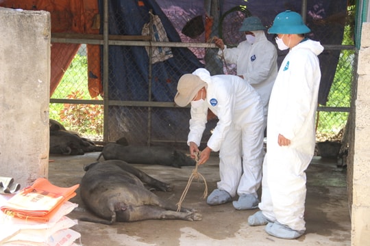 Dịch tả lợn Châu Phi đã lan ra tất cả 21 huyện, thành, thị ở Nghệ An