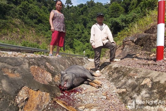Dịch tả lợn châu Phi bùng phát nhưng người dân vùng biên Kỳ Sơn lại lơ là, chủ quan 