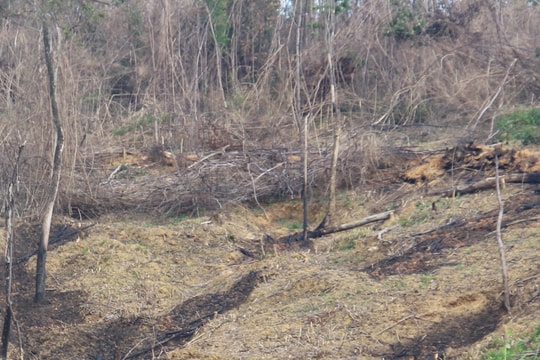 Nghệ An: Phát hiện một hộ gia đình đốt rừng tái sinh để trồng keo 