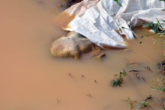 Lợn nổi lềnh bềnh trong hố tiêu hủy tại vùng dịch huyện Nam Đàn 