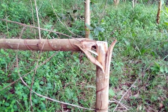 Một nông dân ở Nghệ An bị kẻ gian chặt phá vườn keo