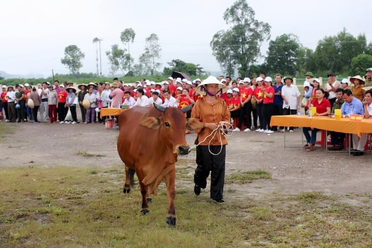 Vui nhộn hội thi 'hoa hậu bò' ở xã biên giới