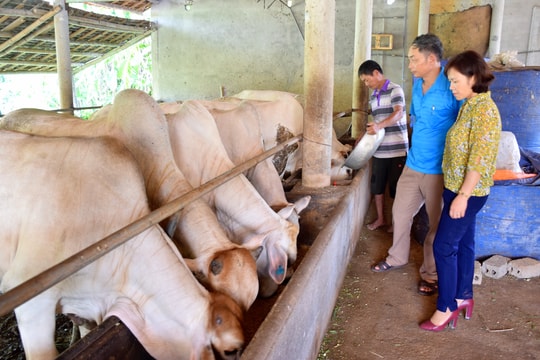Tân Kỳ xây dựng chuỗi giá trị trong chăn nuôi VietGAP