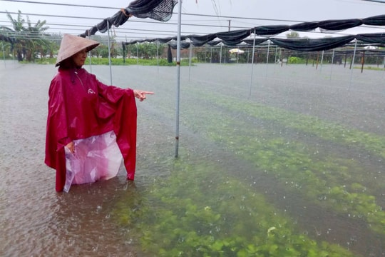 Nghệ An: Hàng nghìn ha rau vụ đông và nuôi trồng thủy sản ngập nước