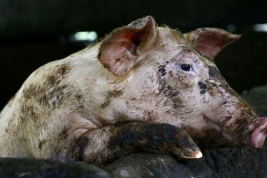 Sáng kiến độc đáo của Triều Tiên trong thời lợn dịch